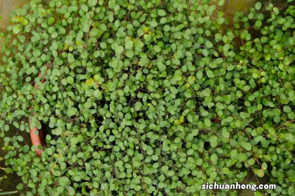 千叶吊兰的作用