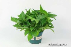 绿萝要晒太阳吗