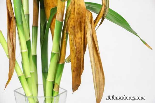 养富贵竹水里放什么，冷开水可以养富贵竹吗