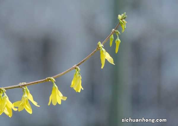 连翘的花语及传说