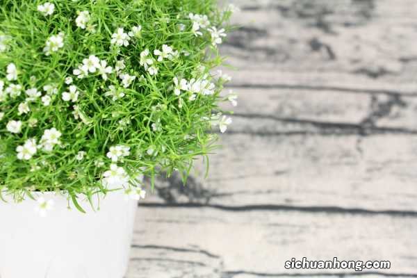 满天星什么时候结种子