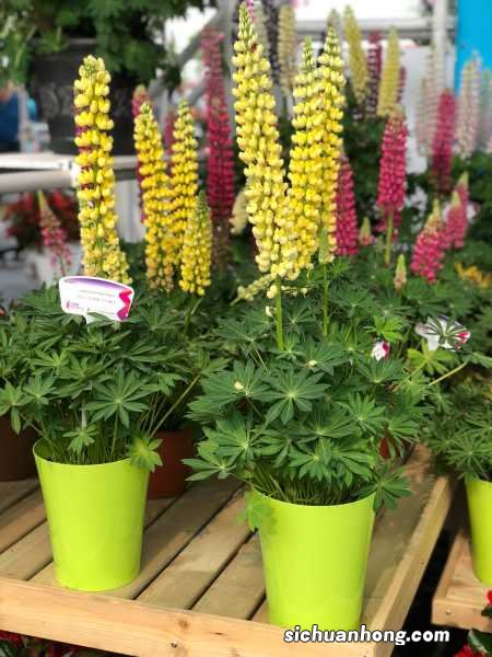 鲁冰花有什么作用