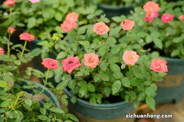 爬藤月季冬天能开花吗