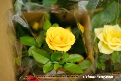 爬藤月季冬天能开花吗