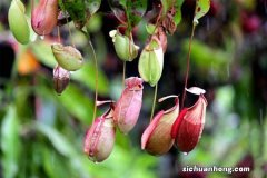 猪笼草瓶子可以剪掉吗，会不会死掉