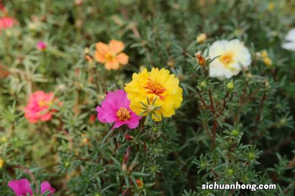 掐不死花冬天能开花吗