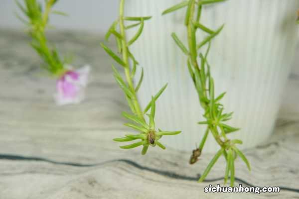 掐不死花冬天能开花吗