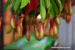 猪笼草闷养需要太阳吗，怎么养长得好