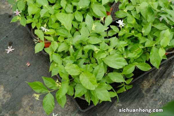 茉莉北方冬天能开花吗