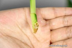 富贵竹怎么养才会开花，开花什么预兆