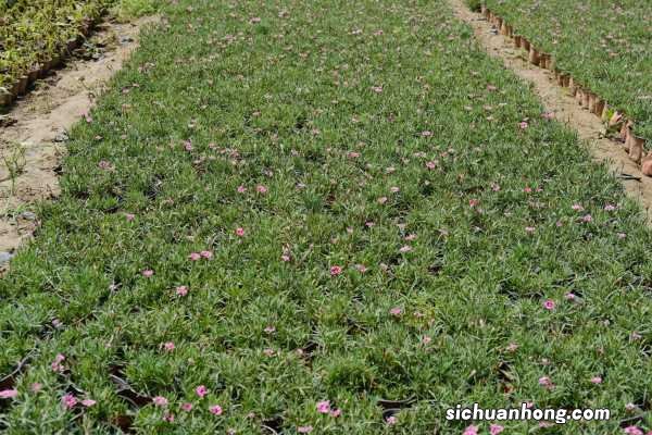 石竹各色花语大全