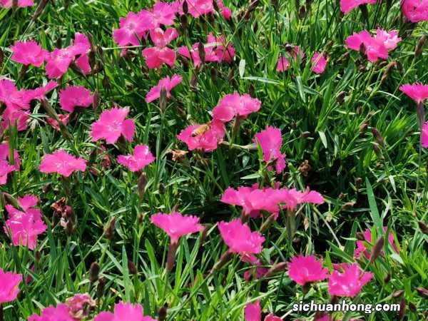 石竹各色花语大全