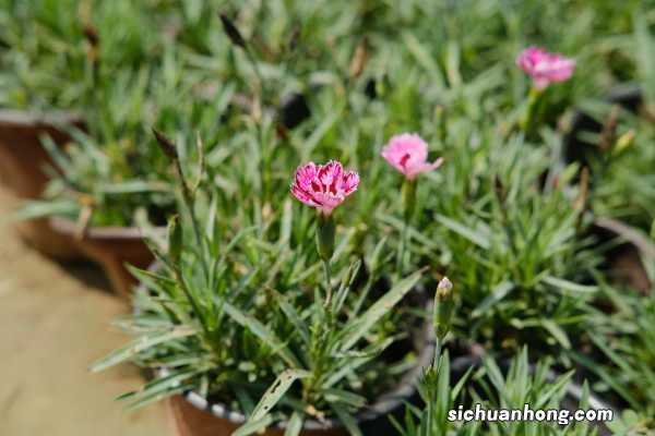 石竹各色花语大全