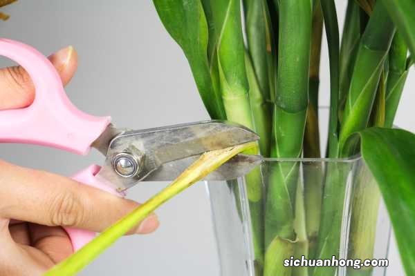 水培富贵竹烂根怎么办，水臭怎么办