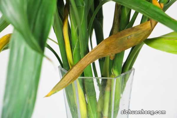 水培富贵竹烂根怎么办，水臭怎么办