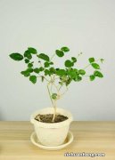 方法和时间 茉莉冬天怎么修剪