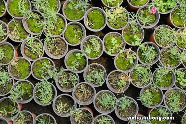 家里养石竹有什么作用