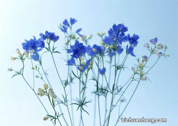 飞燕草的花语及传说