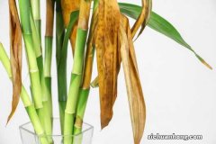 富贵竹水老是臭怎么办，用多菌灵消毒可以吗