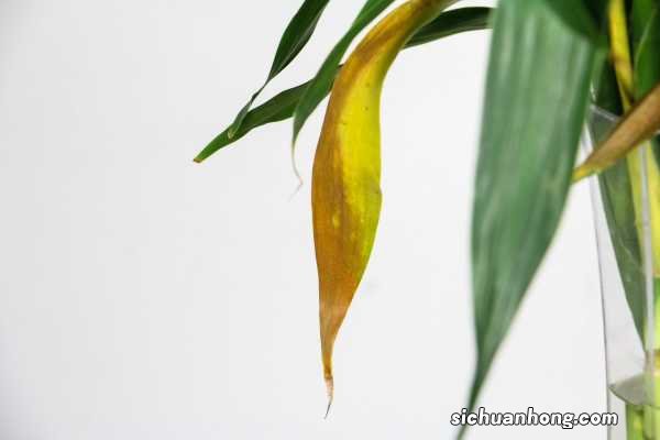 富贵竹可以用橘子皮水做营养液吗