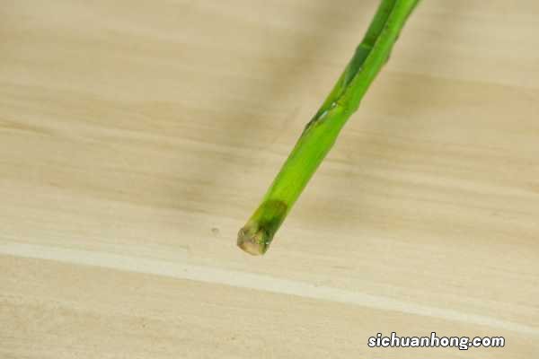 富贵竹多长才能放瓶中，瓶里能放石头吗