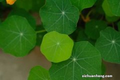 旱金莲的功效与作用