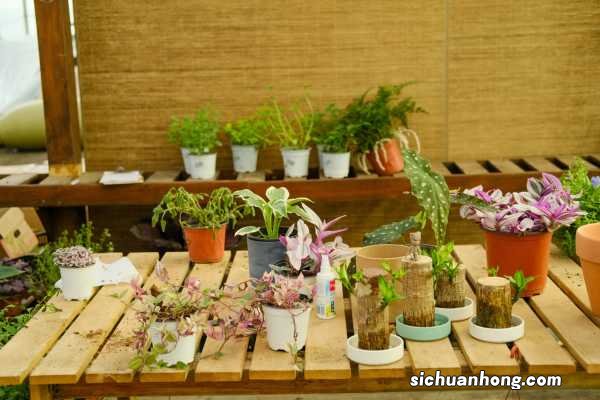 榨干最后1㎡!这么弄,空间立马大5倍,再养10盆也不挤!