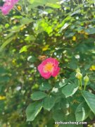 蔷薇花花期是什么时候