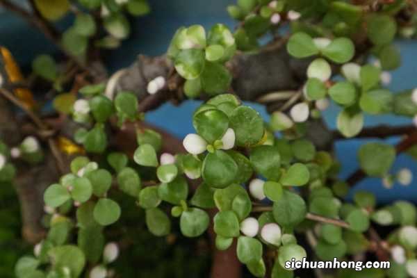 这5种草,1个月不浇水,盘成老桩身价翻1000倍!