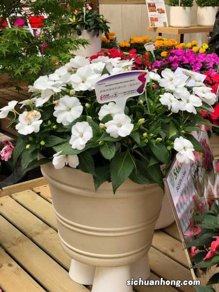 凤仙花的花语及传说