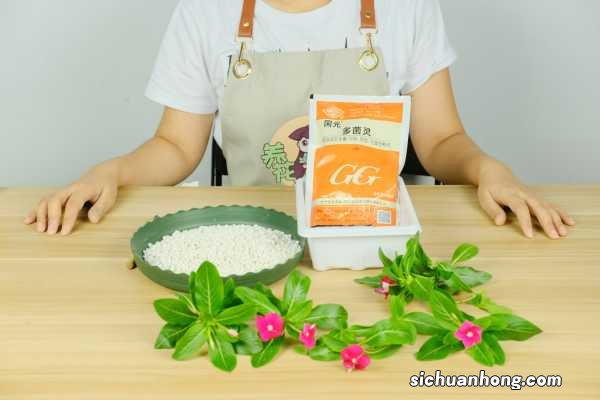 四季梅 长春花的功效与作用