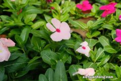 四季梅 长春花的功效与作用