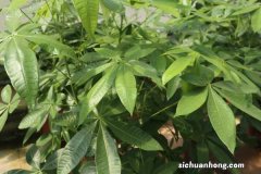 发财树被冻了还能活吗，树干烂了还能活吗