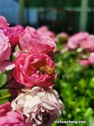 蔷薇花的风水作用