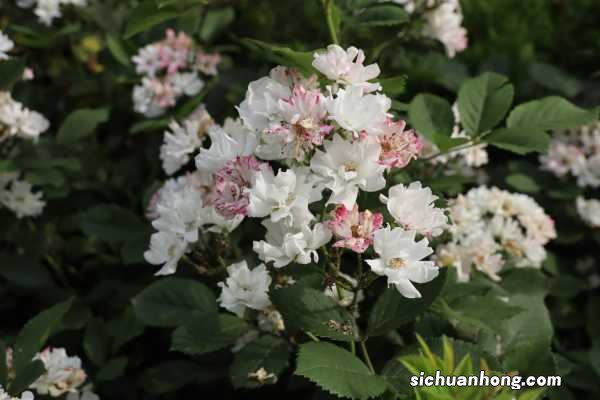 蔷薇花的花语大全