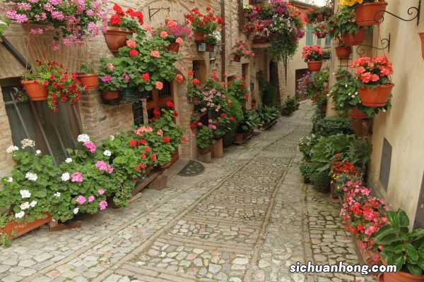 蔷薇花的花语大全