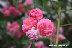 家庭种植蔷薇花有什么好处