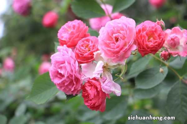 家庭种植蔷薇花有什么好处