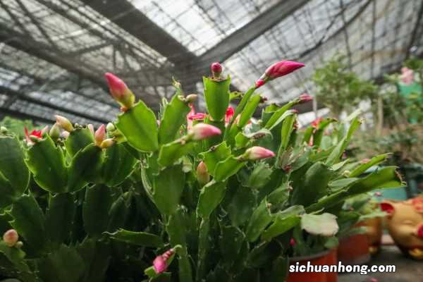 腊月养花别手欠，一盆水下去，蟹爪兰仙客来…活不到过年！