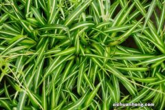 吊兰吃口黑豆水，1年抽穗100个，疯长爆盆变窗帘！