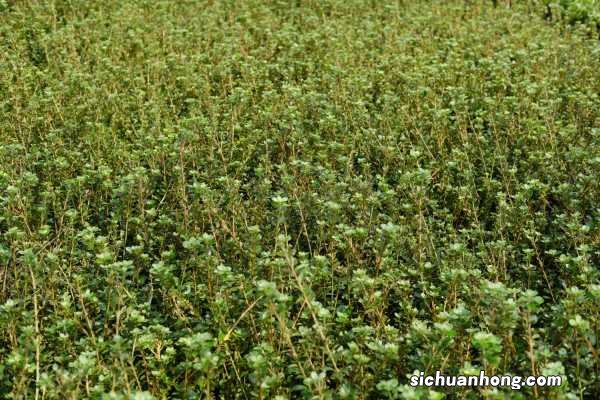 杜鹃花的养殖技巧与心得