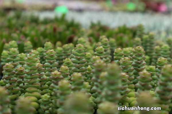 钱串子的养殖方法