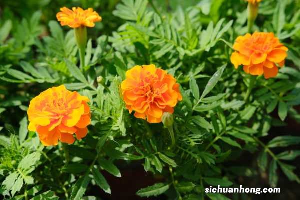 万寿菊冬天能开花吗