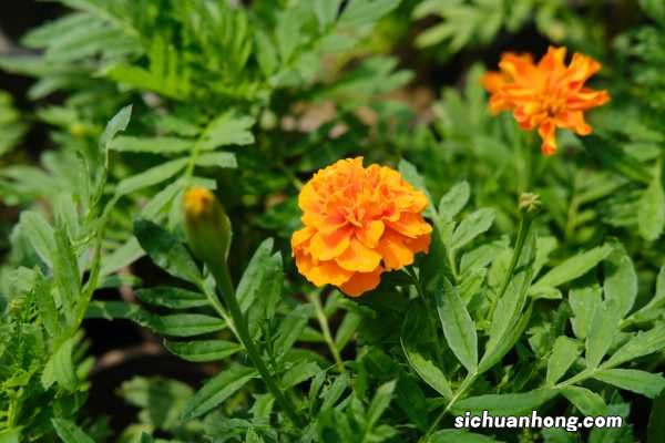 万寿菊冬天能开花吗