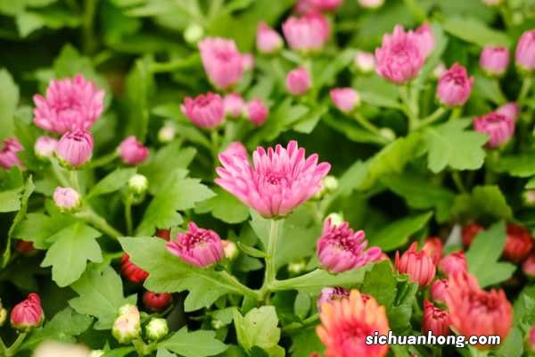 十大绿色菊花品种图片