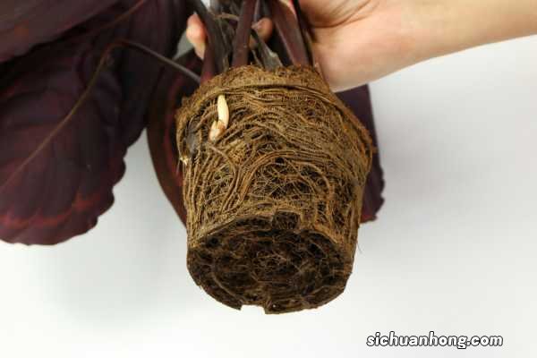 美丽竹芋冬天怎么养