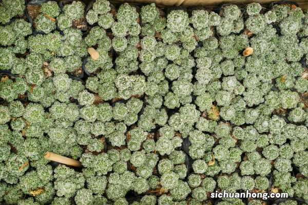 给“仙人球”换盆，用上这个小技巧，能养10年还开花！