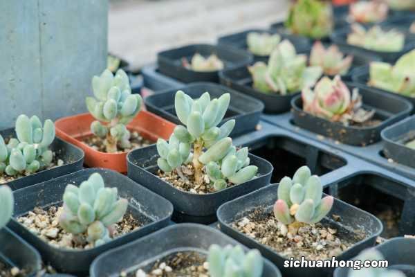 植物“扦插”可不难,学会准备“土壤”,扦插可就成功一大半