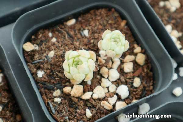 植物“扦插”可不难,学会准备“土壤”,扦插可就成功一大半