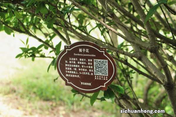 家里养栀子花风水好吗